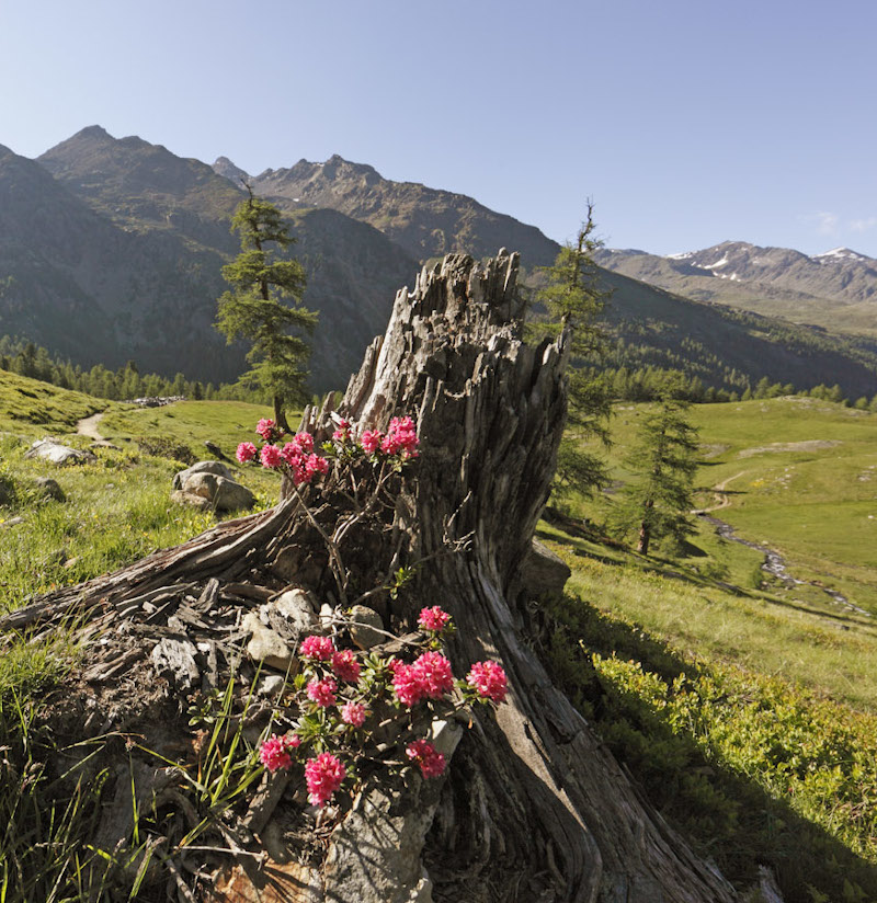 Sommer im Ultental